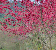 一起賞櫻花感受春天吧