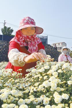 杭菊正盛開