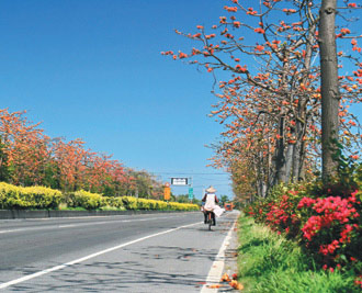 南台灣屏鵝公路兩旁木棉花開，預告春天來了。(圖片來源：陳永興)