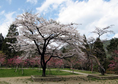阿里山櫻花季15日開跑，花季主角吉野櫻已開始綻放。(圖片來源：中央社)