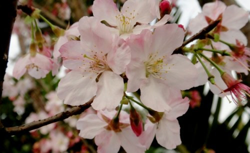 淡水天元宮美麗的粉色櫻花。(圖片來源：賴淑娟)