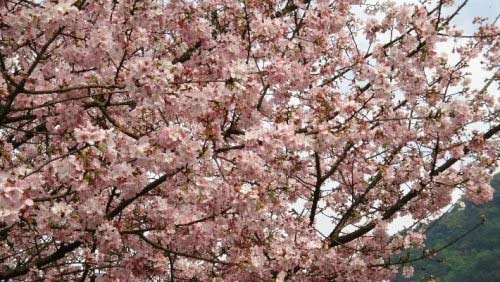 進入盛花期的天元宮粉櫻。(圖片來源：賴淑娟)