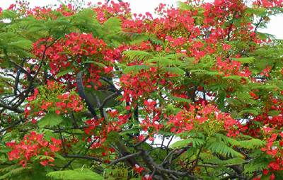 北路鳳凰木開紅花 (圖片來源：聯合報／謝進盛