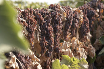 傳統的葡萄乾製作是採用日光曝曬，這樣的古法製作比烤爐烘乾方式天然