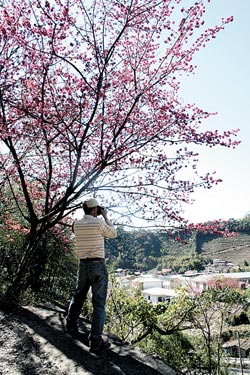 從台14甲線彎進廬山必經的春陽部落，路邊的山櫻花競相怒放，遊人忍不住停車就地拍起照片來。