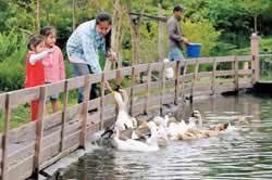 特別體驗掌心餵鵝鴨