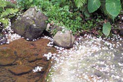 油桐花飄落一地，別有一番美景