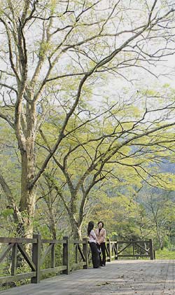 清泉部落河岸旁的大片櫸木林是散步、欣賞溪谷的好去處，過去這裡曾是番童教育所