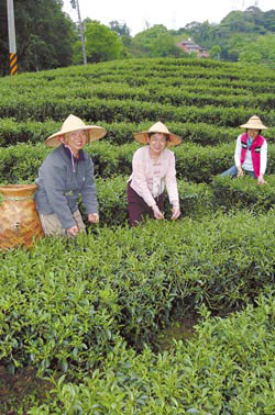 張秀足帶領烏塗社區的媽媽們去美麗的茶園採茶，這可是天然的茶染布材料。