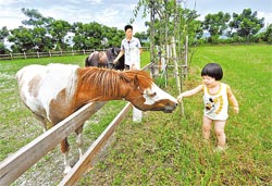 民宿旁邊有個迷你馬場，麻糬和小蘋果都會帶客人來餵食。