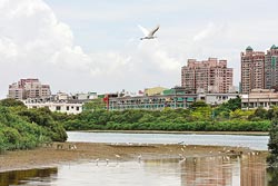 台江內海的淤積溼地，讓安平市區旁就有豐富生態。