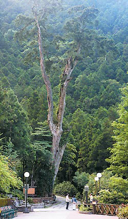 明池神木真實身分是紅檜，樹齡有1500歲，雄偉壯觀