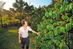 ▲竹柏山莊咖啡園佔一甲地，種植日治時代引進的阿拉比卡咖啡豆。攝影  鄭任南