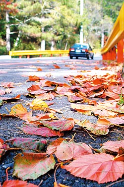 ▲中橫公路的紅葉繽紛，是深秋的色彩之美。攝影  陳志東