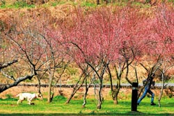 ▲秋天過後的冬季與春季，武陵與福壽山的梅、櫻、桃、李與蘋果花將陸續盛開，另有一種美麗。攝影  陳志東