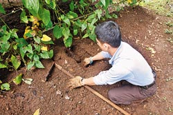 ▲陽明山土壤帶黏性，適合種植山藥。攝影  陳麒全