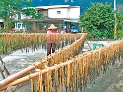 客家年味▲年關將近，鳳林鎮老一輩民眾趁著陽光露臉機會，紛紛將醃漬的梅乾菜、鹹菜拿出來曬太陽，空氣中瀰漫著濃濃的客家年味。攝影  徐誌謙