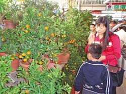 ▲大里國光花市販售金桔等年花，湧進大批採買人潮。攝影  吳進昌