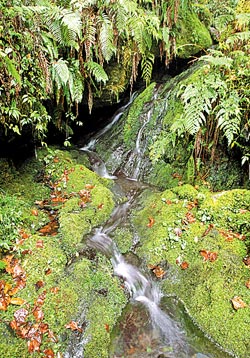 ▲巨木步道會經過清澈的溪流，高山泉水比礦泉水還清甜。攝影  陳怡誠