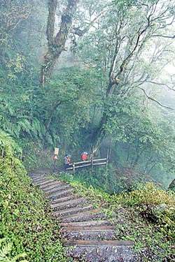 ▲檜山巨木步道非常平緩且沒有過度修繕，老少咸宜，連3歲的小朋友都可以勝任。攝影  陳怡誠