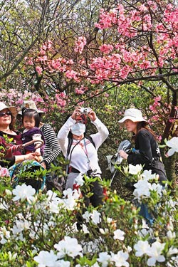 繽紛綻放2010台北市陽明山花季2月26日正式登場，不少民眾趁著好天氣，扶老攜幼上山賞花。中縣后里鄉中社觀光花市的綿延花海，置身其中，讓人歡心舞動。攝影  張鎧乙、陳世宗