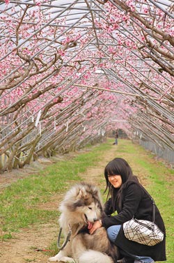 「桃」醉▲梅峰桃花隧道盛開，遊客帶著寵物，倘佯在美麗的風光下。攝影  廖肇祥