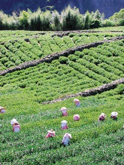 ▲信義鄉玉山茶區的高山茗品極為搶手。攝影  沈揮勝