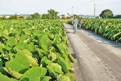 黃金小鎮協進會將推出「黃金旅遊季」，歡迎遊客到公館騎車漫遊。陳志東/攝影